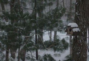 Winter security for Toronto residents